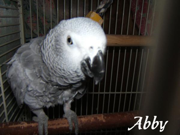 abby bird