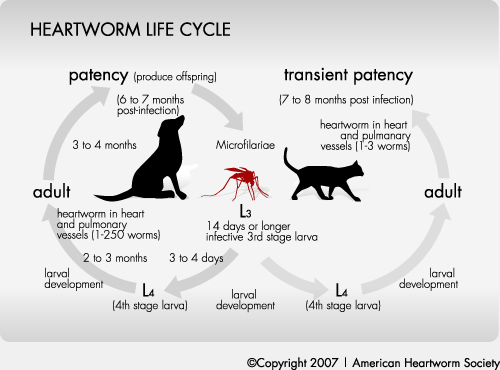 hearworm cycle